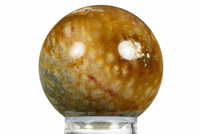 Colorful Polished Fossil Coral Sphere - Indonesia #311753